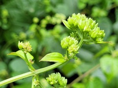 Mikania cordifolia