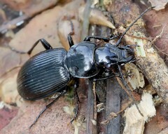 Pterostichus aethiops