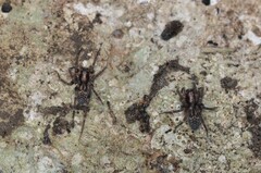 Liocranum rupicola
