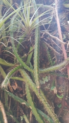 Lepismium cruciforme