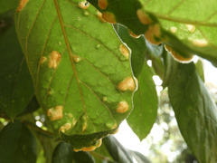 Colomerus spathodeae
