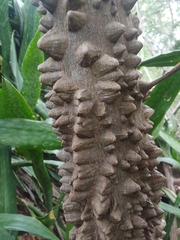 Zanthoxylum schreberi