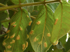 Colomerus spathodeae