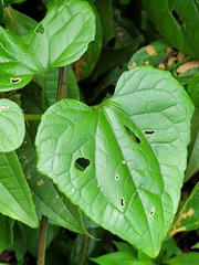 Mikania cordifolia