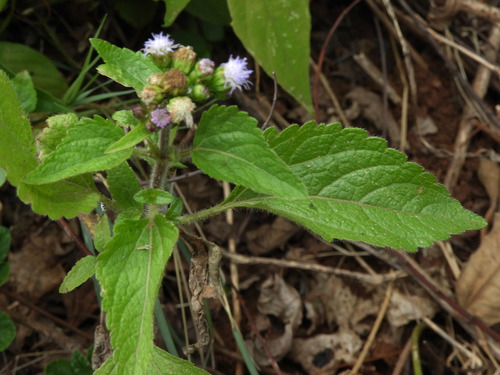 Ageratum image