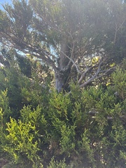 Libocedrus bidwillii