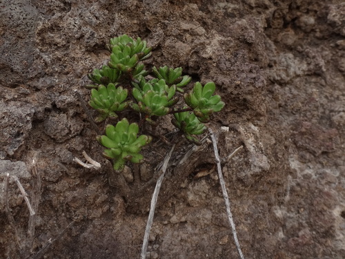 Aeonium sedifolium