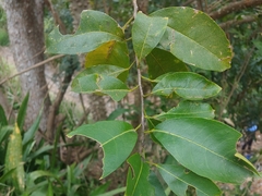 Zanthoxylum schreberi