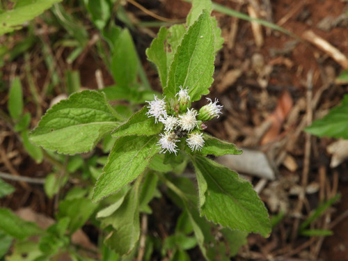 Ageratum conyzoides image