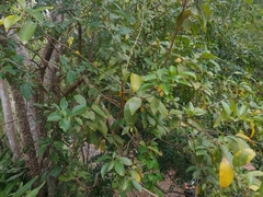 Zanthoxylum schreberi