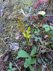 Botrychium lanceolatum