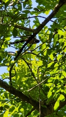 Coccyzus longirostris