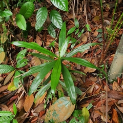 Dracaena porteri