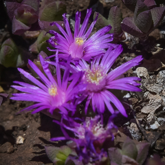 Ruschia putterillii