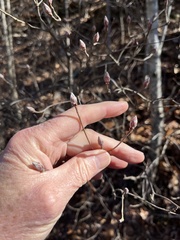 Rhododendron viscosum