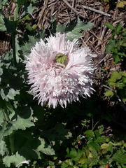Papaver somniferum