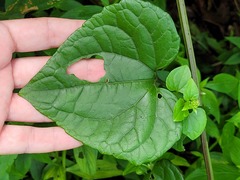 Mikania cordifolia