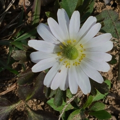 Anemonoides apennina