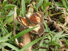 Junonia sophia