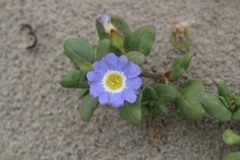 Nolana paradoxa