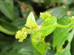 Mikania cordifolia