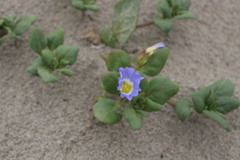 Nolana paradoxa