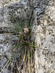 Carex pedunculata