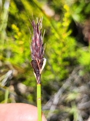 Hypodiscus aristatus