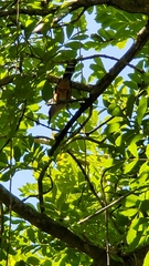 Coccyzus longirostris