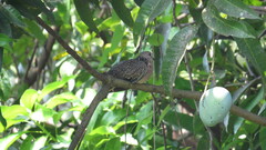 Streptopelia chinensis