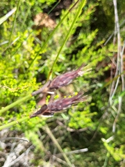 Hypodiscus aristatus