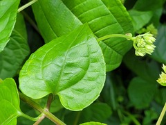 Mikania cordifolia