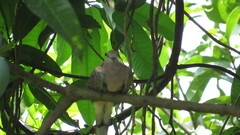 Streptopelia chinensis
