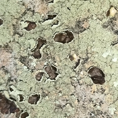 Xanthoparmelia plittii