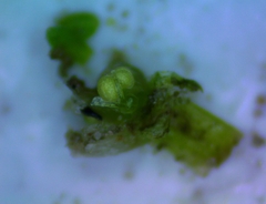 Callitriche peploides