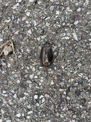 Dytiscus verticalis