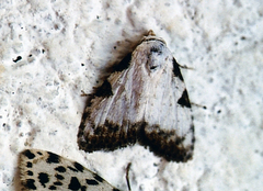 Meganola leucostola