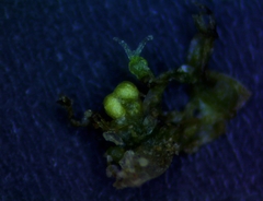 Callitriche peploides