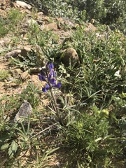 Lupinus sparsiflorus