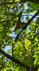 Coccyzus longirostris