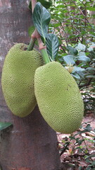 Artocarpus heterophyllus