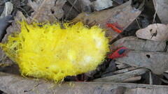 Probergrothius sanguinolens