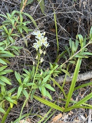 Toxicoscordion fremontii