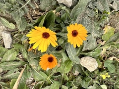 Calendula
