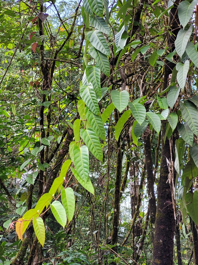 Cissus descoingsii