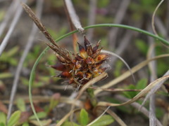Carex pumila