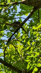 Coccyzus longirostris