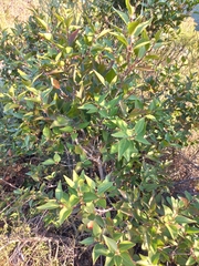 Maytenus acuminata acuminata