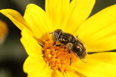 Eristalinus aeneus