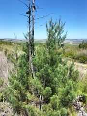 Widdringtonia nodiflora